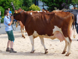 Red Holsteinkuh Sommers Kevin BRITTA