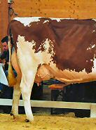 Red Holstein Kuh "Marina"