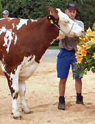 Red Holstein Kuh "Meriva"