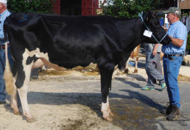 Red Holsteinkuh Vella
