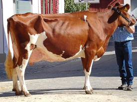 Red-Holsteinkuh Sommers Kevin PESCA