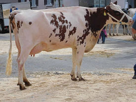 Red Holsteinkuh Sommers Destry CAMILLA