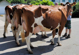 Red Holsteinkühe JAMAICA, BRITTA und PESCA