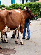 Red Holstein Kühe "Soleil", "Meriva" und "Eliane"