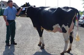 Holstein Kuh "BELLA"