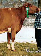 Red Holstein Kuh "Bionda"