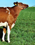 Red Holstein Kuh "Memory"