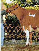 Red Holstein Kuh "Prada"