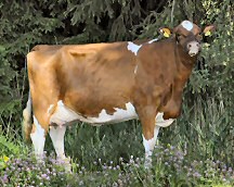 Red Holstein Kuh "Eliane"